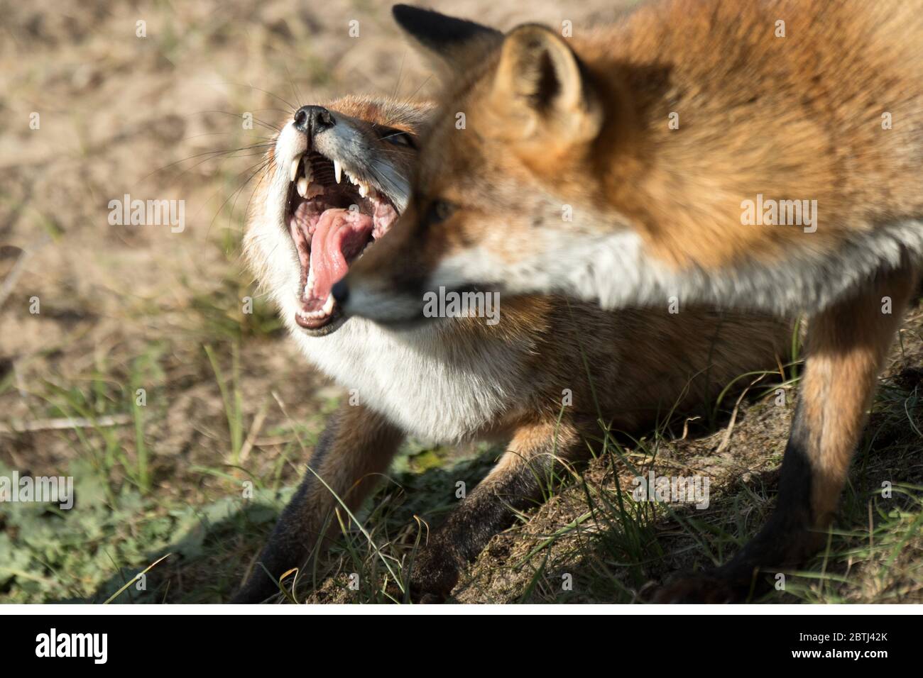 Scheuer fuchs hi-res stock photography and images - Alamy