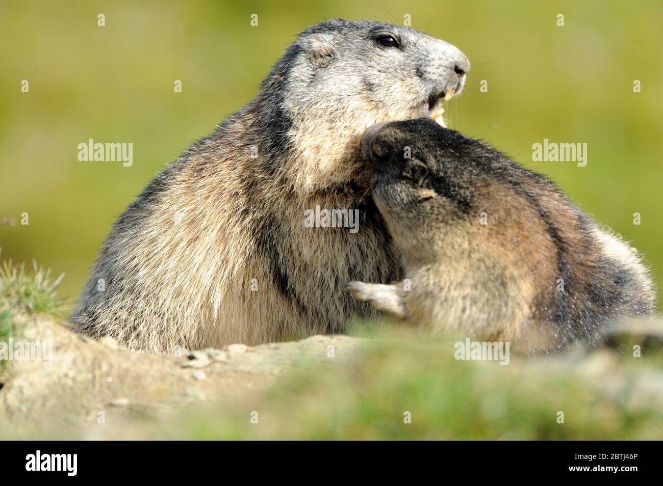 Murmeltiere Stock Photo