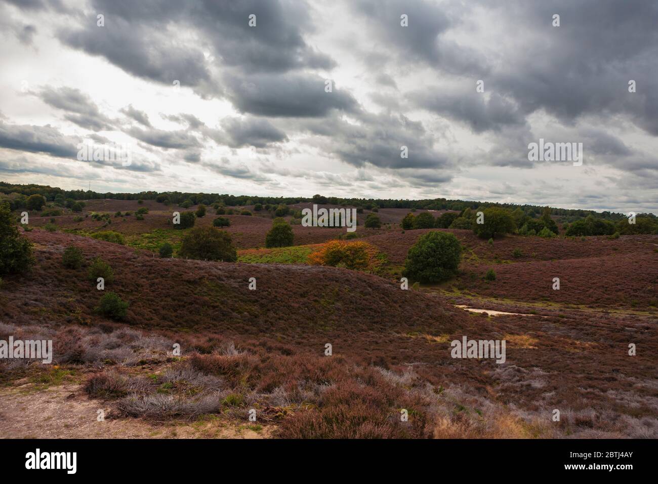 Heather-covered heathland, Posbank, National Park Veluwezoom, Gelderland, Netherlands Stock Photo