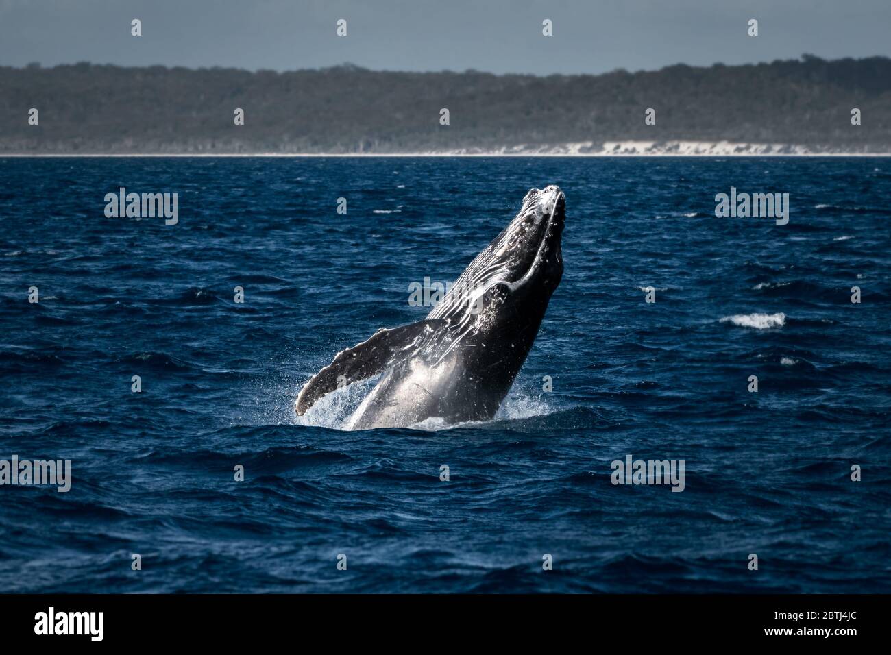 Humpback Whale breaching on its migration along Australia's coast. Stock Photo