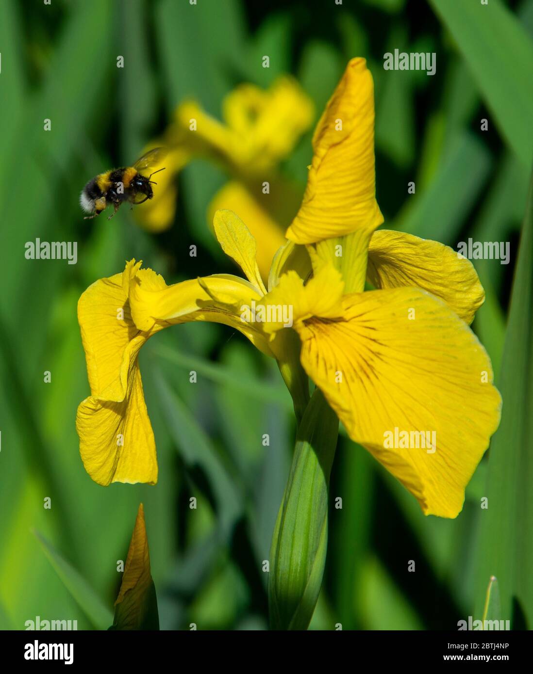 Busy bee  in a British Garden Stock Photo