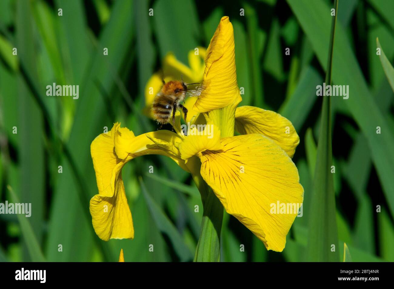 Busy bee  in a British Garden Stock Photo