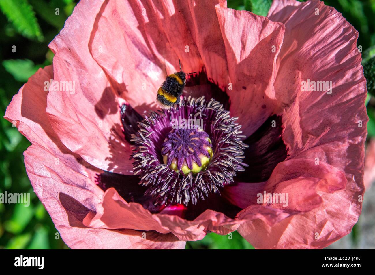 Busy bee in a British Garden. Buffed tailed bumble bee collects pollen on a pink/peach oriental poppy Stock Photo