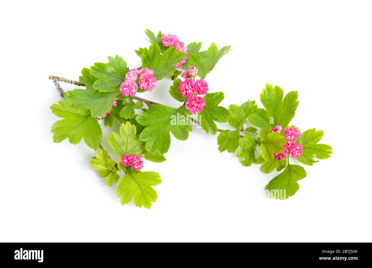 Red Flowers Crataegus hawthorn quickthorn thornapple May-tree, whitethorn or hawberry. Isolated Stock Photo