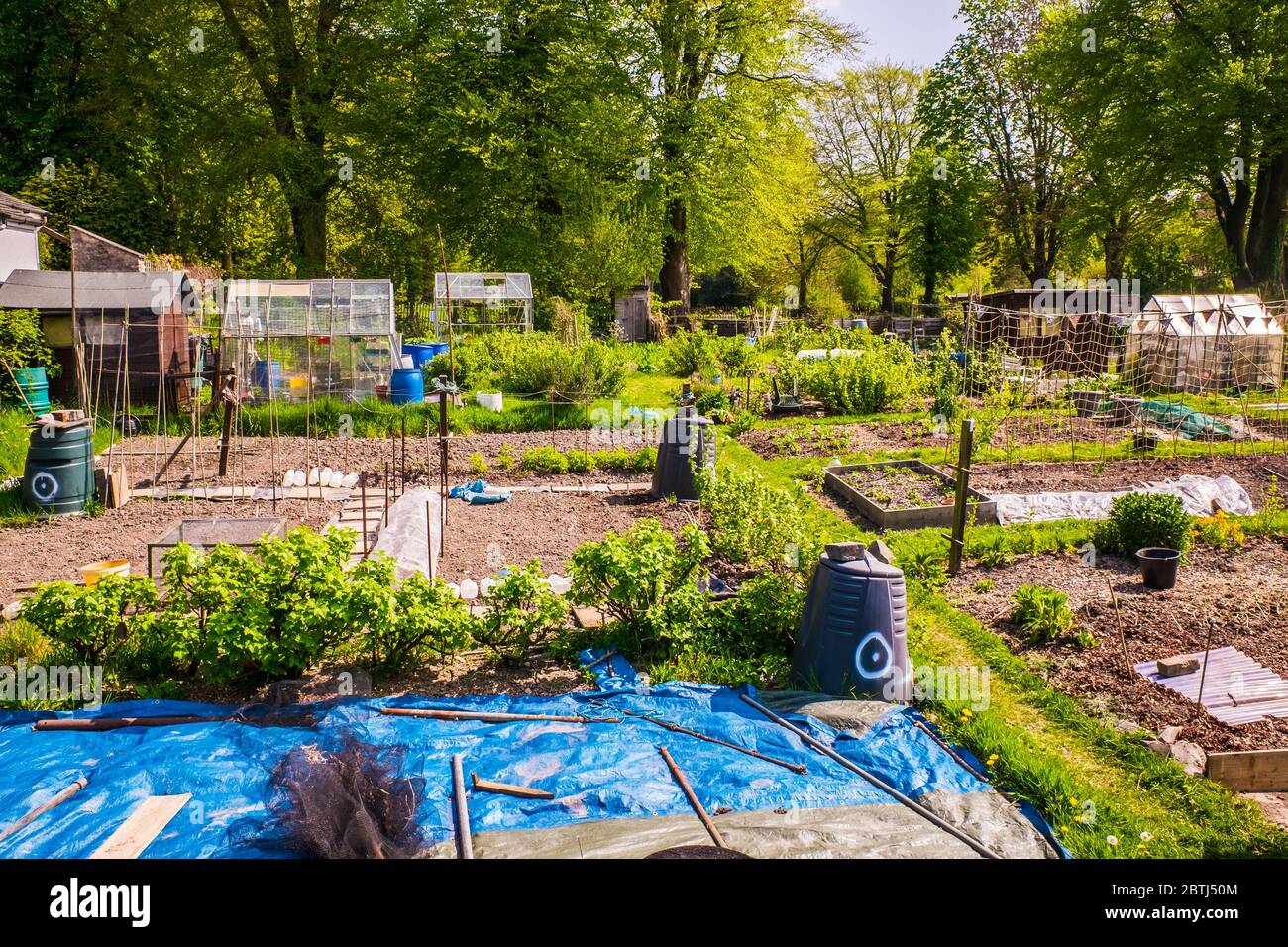 Allotments cultivated by the tenants for food production. Kendal UK Stock Photo