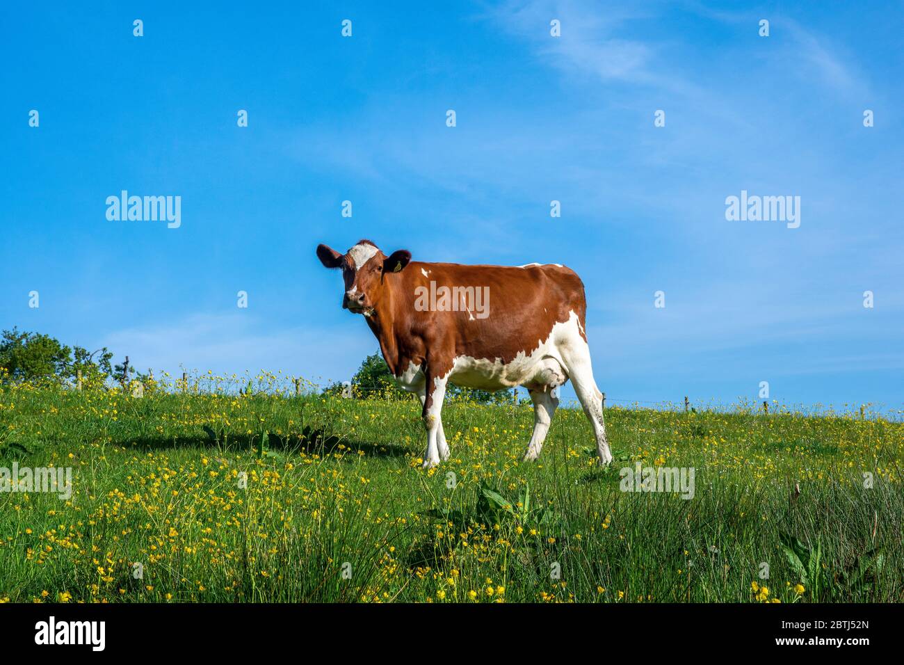 Ayrshire Cow. Ayrshire cattle are a breed of dairy cattle from Ayrshire in southwest Scotland. Stock Photo