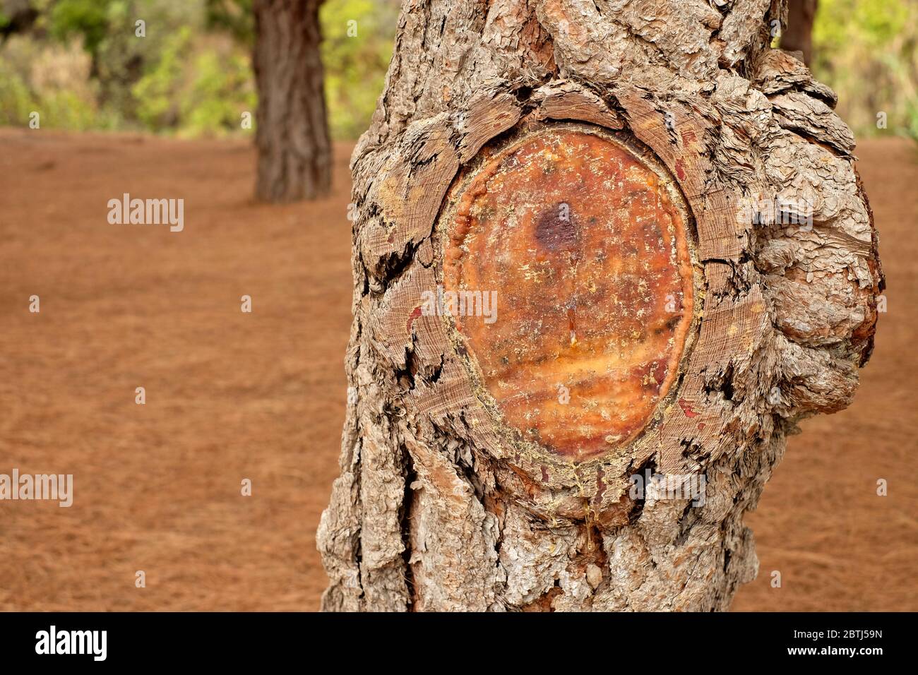 Black pine tree section with bark and a large wood knot covered in natural resin, offset with space for text. Stock Photo