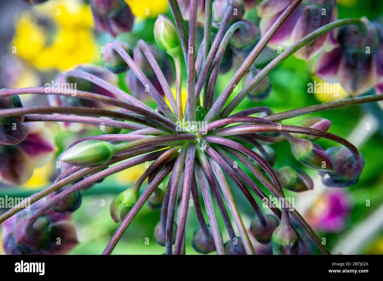 Allium siculum, known as honey garlic, Sicilian honey lily, Sicilian honey garlic, or Mediterranean bells, is a European and Turkish species of plants Stock Photo