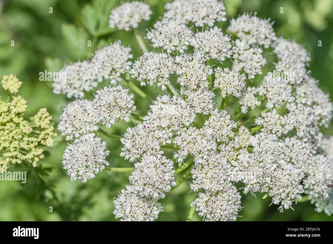 White flower head / flowers of the poisonous umbellifer Hemlock Water Dropwort / Oenanthe crocata in sunlight. One of UK's most poisonous plants. Stock Photo