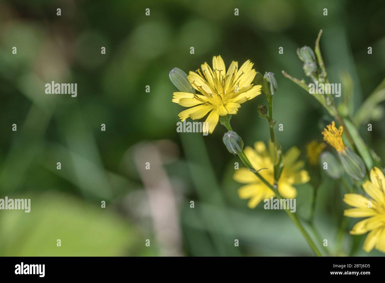 Macro close up shot of flowers and flower buds of Nipplewort / Lapsana communis in late May. Formerly a medicinal plant used in herbal remedies. Stock Photo