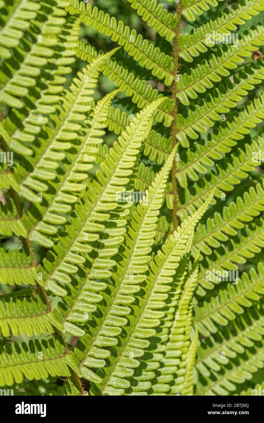 Sunlight catching fern leaves hi-res stock photography and images - Alamy