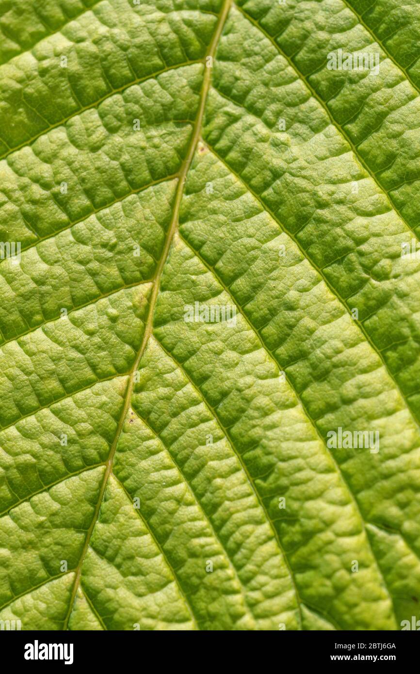 Macro close up shot of the surface of a Horse Chestnut / Aesculus hippocastanum tree in sunlight, showing leaf veins and structure. Abstract leaf. Stock Photo