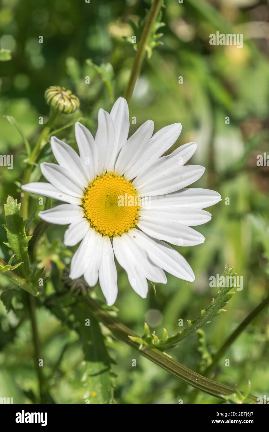 Macro close-up of single white flower of Oxeye Daisy / Leucanthemum vulgare in field. Oxeye Daisy once used as medicinal plant in herbal remedies. Stock Photo