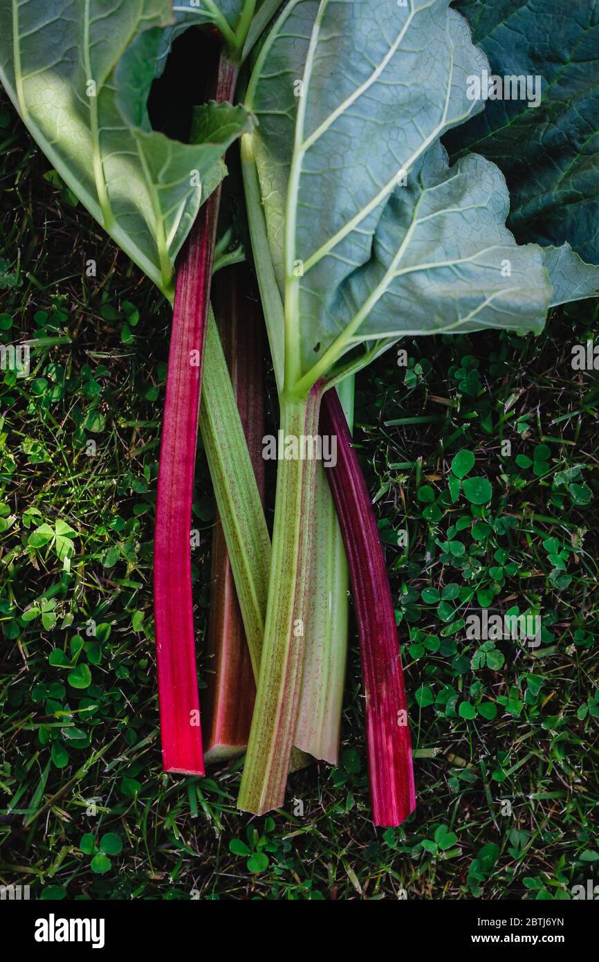 Cut rhubarb stems on a green grass in a garden Stock Photo