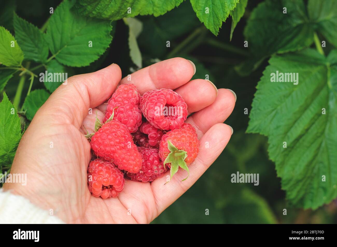 Woman's hand holding freshly picked raspberries Stock Photo