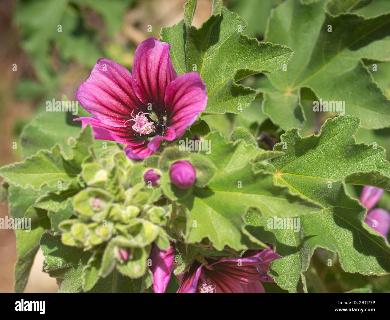 Pink hibiscus cannabinus flower blooming in forest ith green leaves on background,commonly known as Indian Hemp flower. Stock Photo