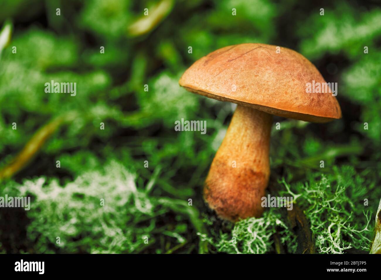 Close up shot of a toxic mushroom in nature and a green background. Stock Photo
