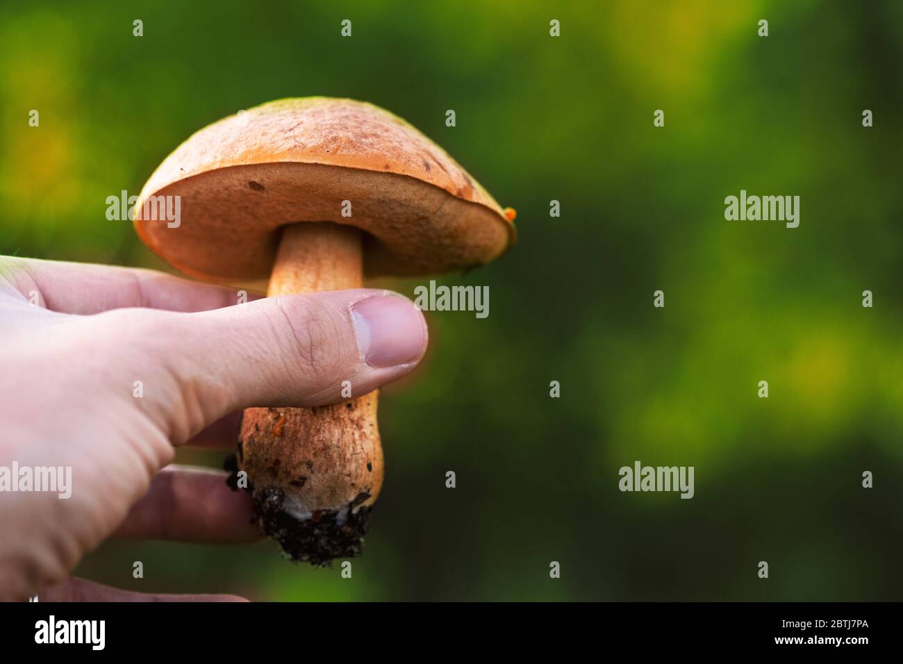 Close up shot of a toxic mushroom in nature and a green background holding it with hand. Stock Photo