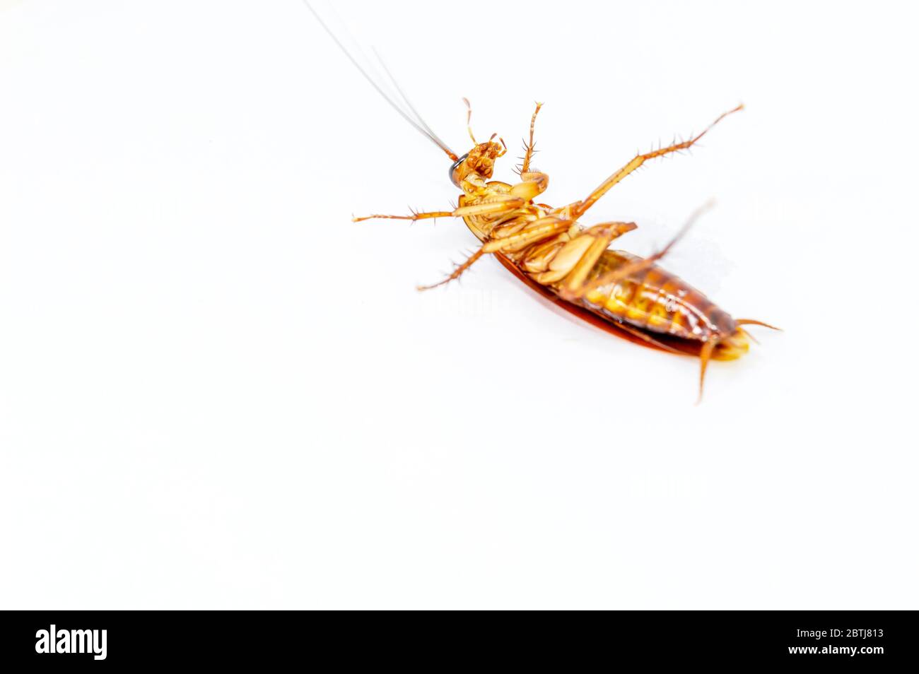 Cockroaches lying on their backs on a white background Stock Photo Alamy