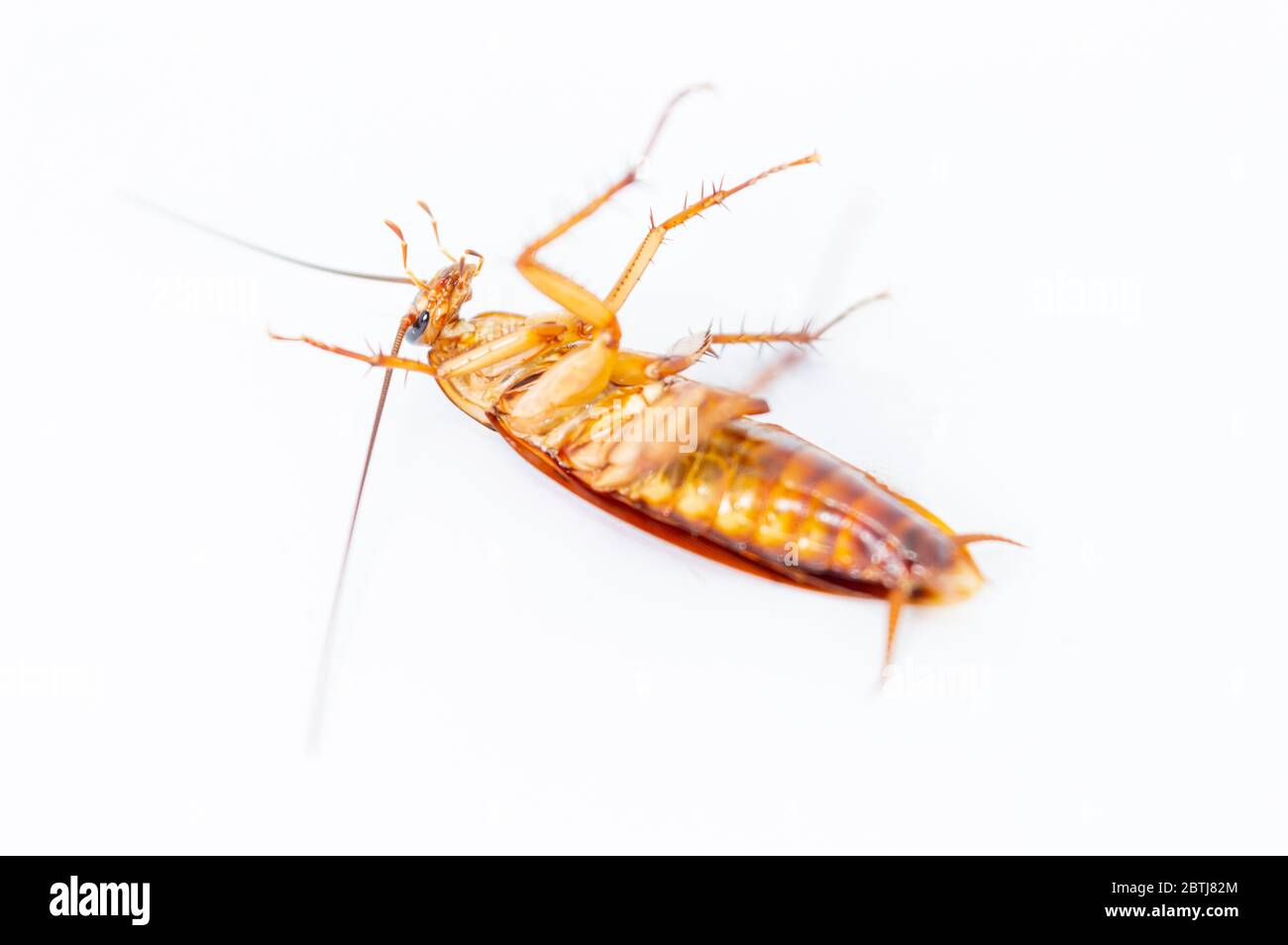 Cockroaches lying on their backs on a white background Stock Photo Alamy
