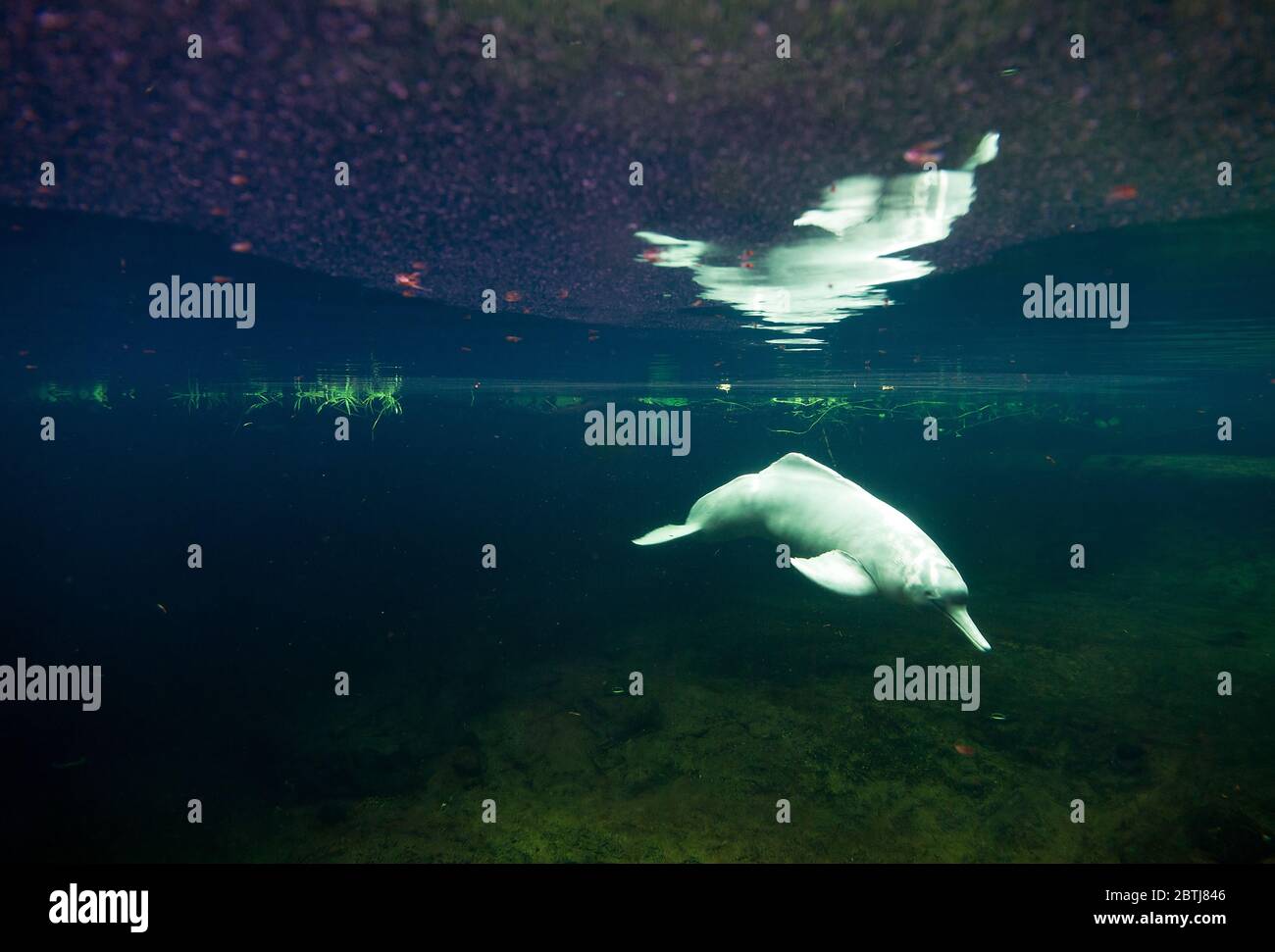 The Amazon river dolphin (Inia geoffrensis), also known as the boto, bufeo or pink river dolphin Stock Photo
