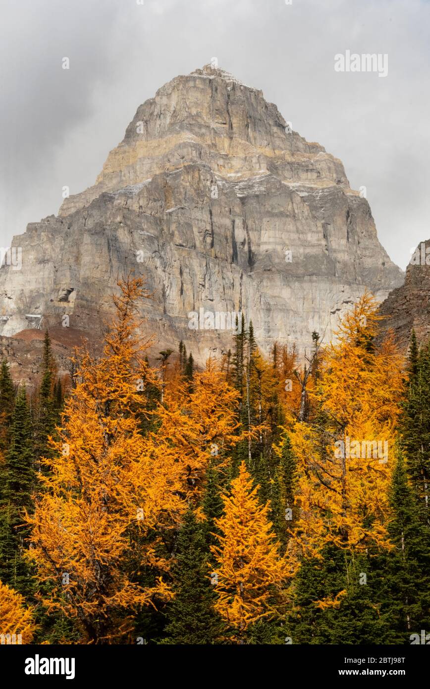 Autumn larch trees and Pinnacle Mountain, Sentinal Pass, Banff National Park, Alberta, Canada Stock Photo
