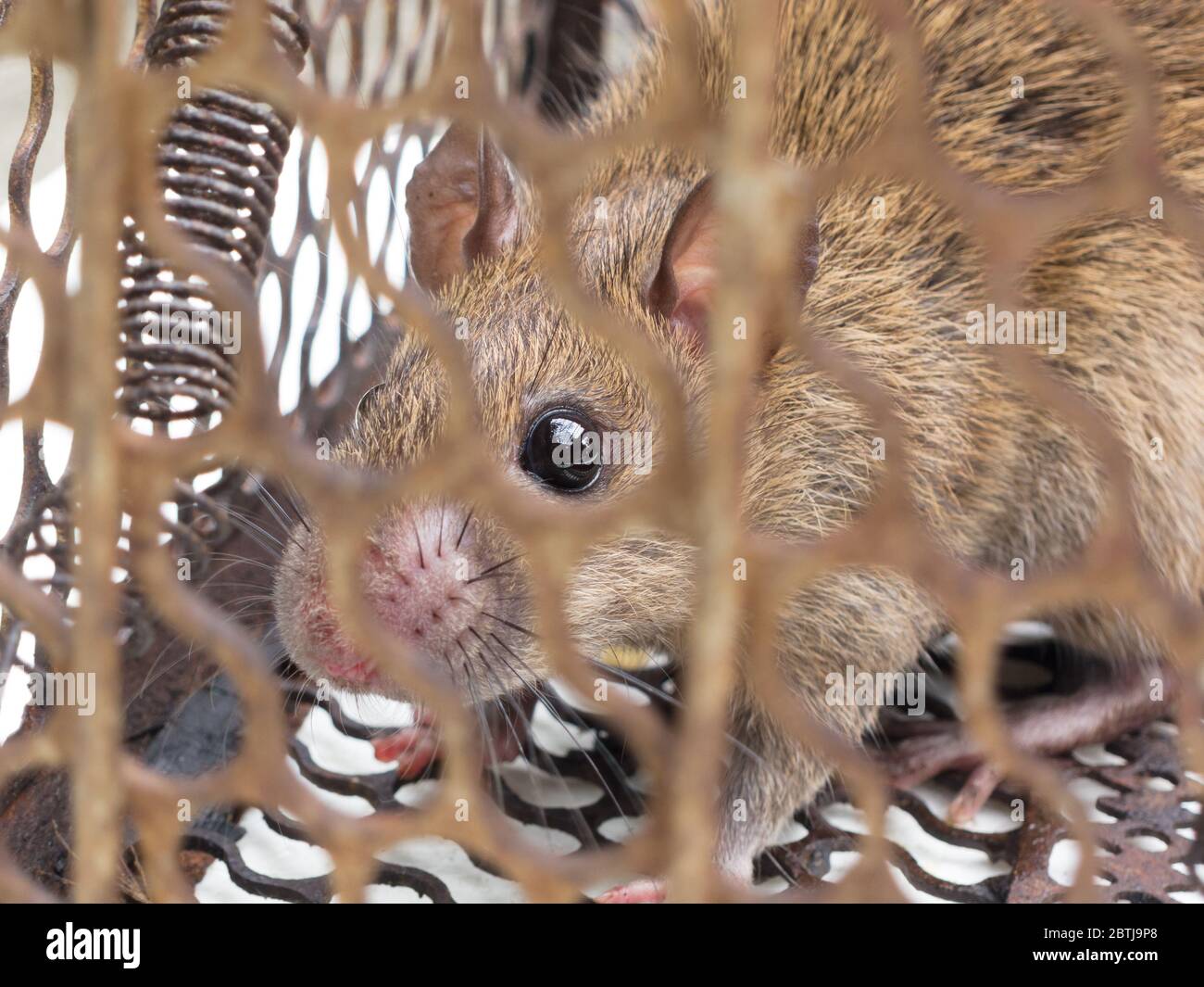 Brown rat Locked in the rat trap Stock Photo - Alamy