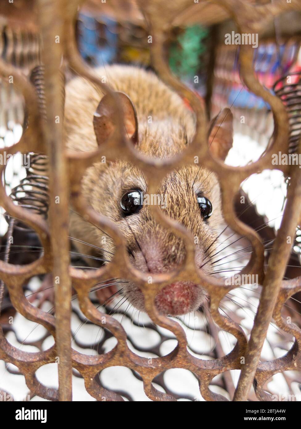 Brown rat Locked in the rat trap Stock Photo - Alamy