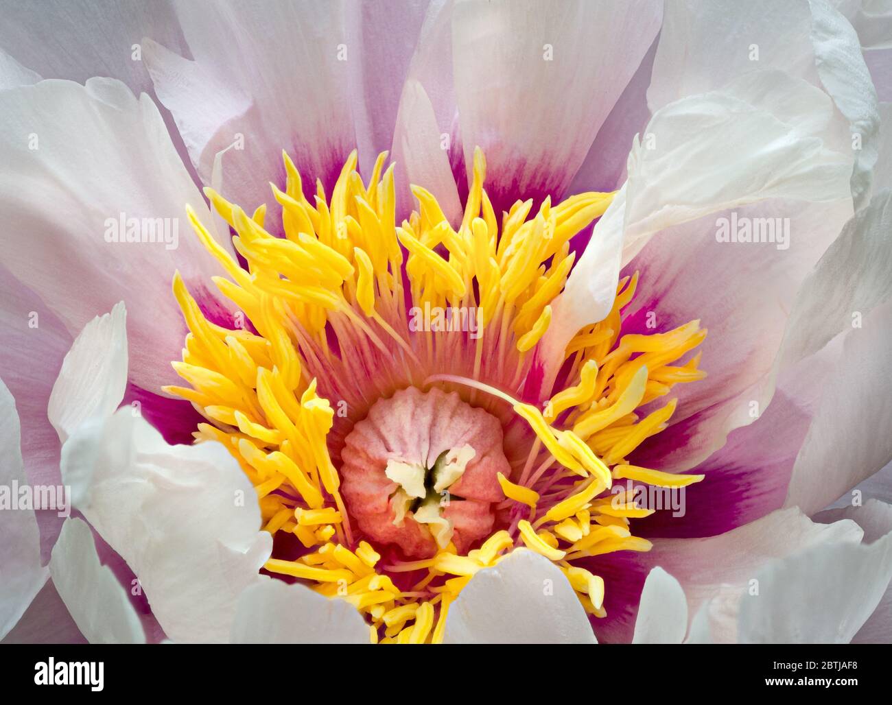 Close view of center of Itoh hybrid peony (Cora Louise), showing yellow anthers and center pistil. Stock Photo