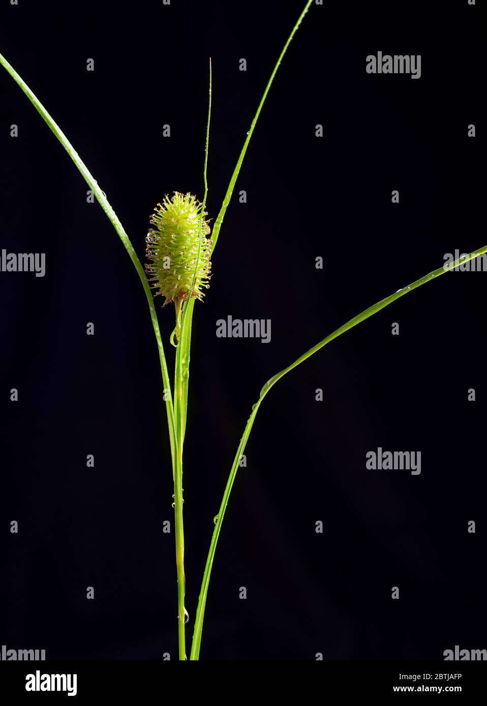 Leaves and seed head of cattail sedge (Carex typhina) after a rain. Stock Photo
