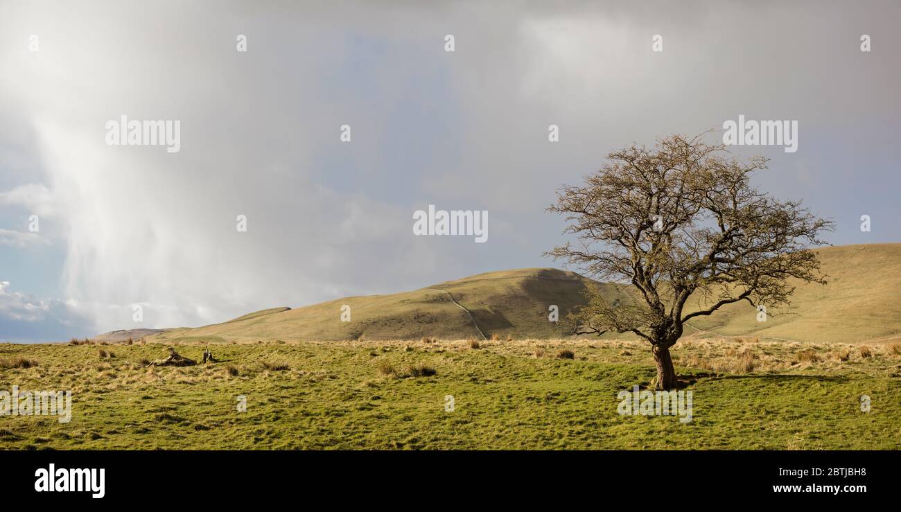 Lone tree with April shower behind it, Lake District, England Stock Photo