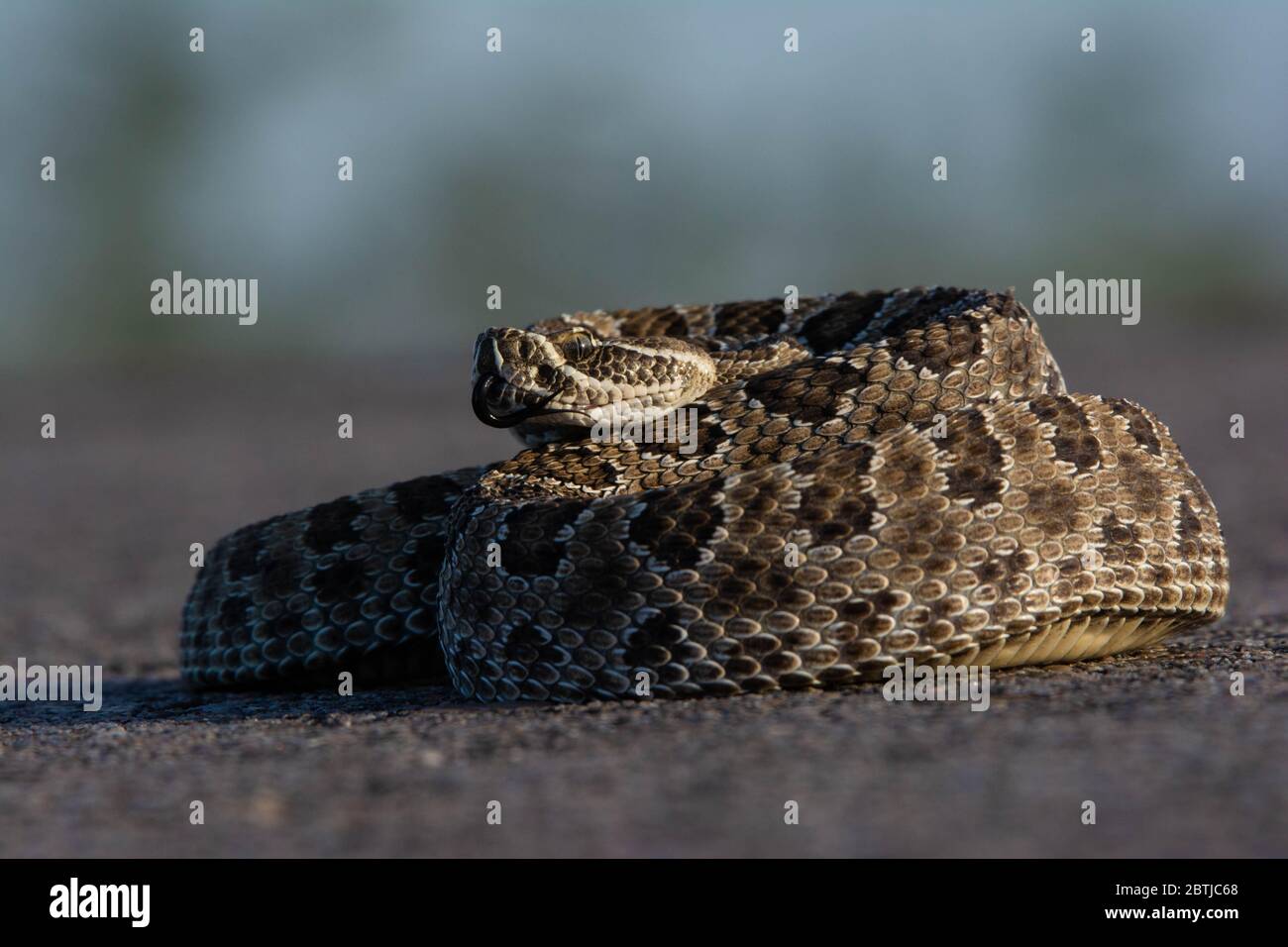 Prairie Rattlesnake (Crotalus viridis) from Weld County, Colorado, USA
