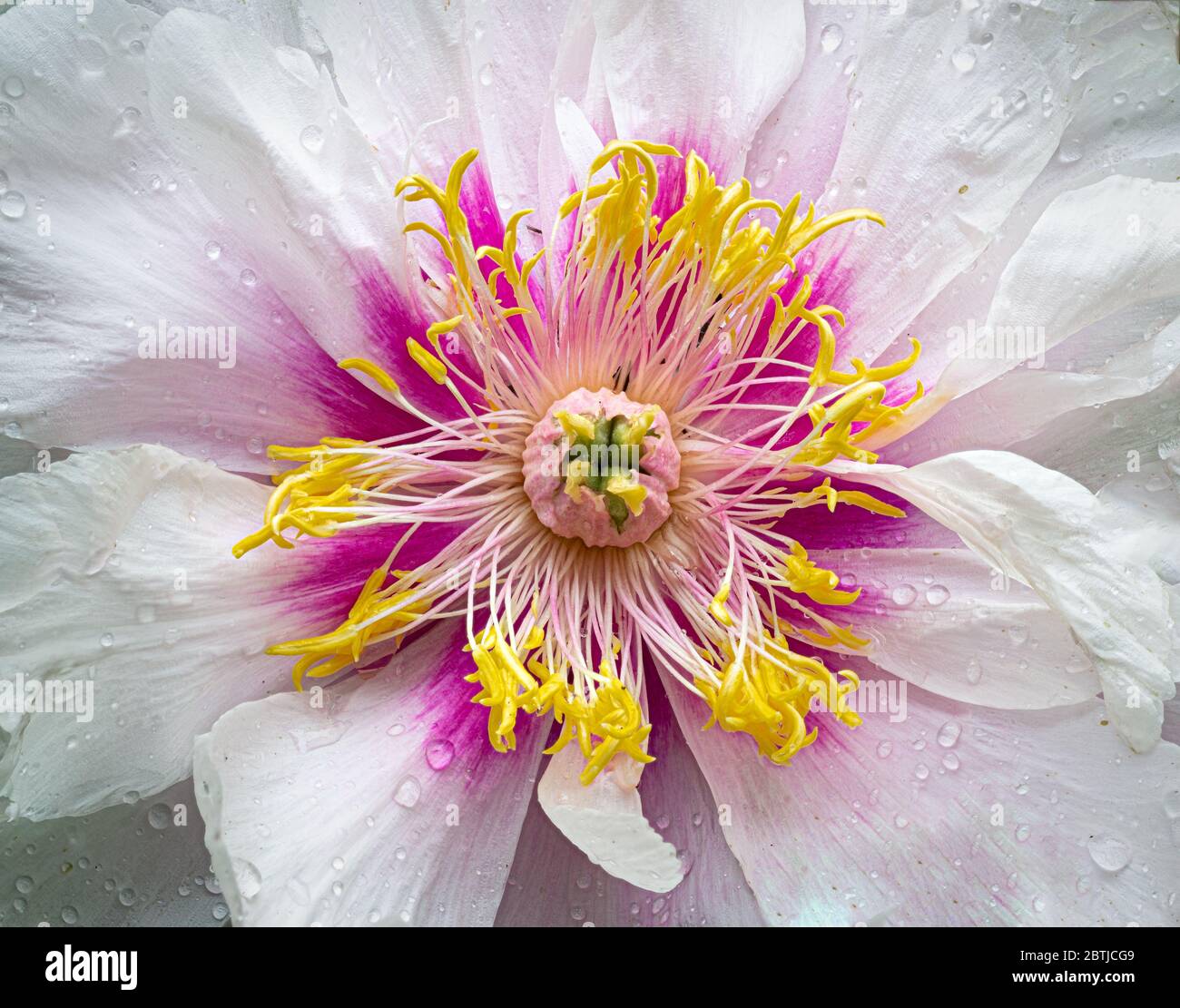 Hybrid Itoh Cora Louise peony flower after rain. Stock Photo