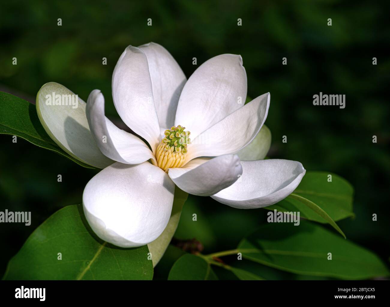 Flower of sweetbay magnolia  (Magnolia virginiana), a small tree native to the Atlantic and Gulf coasts of the United States. Stock Photo
