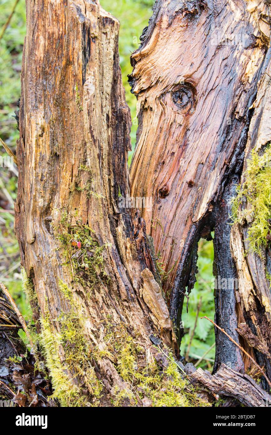 Split tree trunk, storm damage in Lake District, England Stock Photo