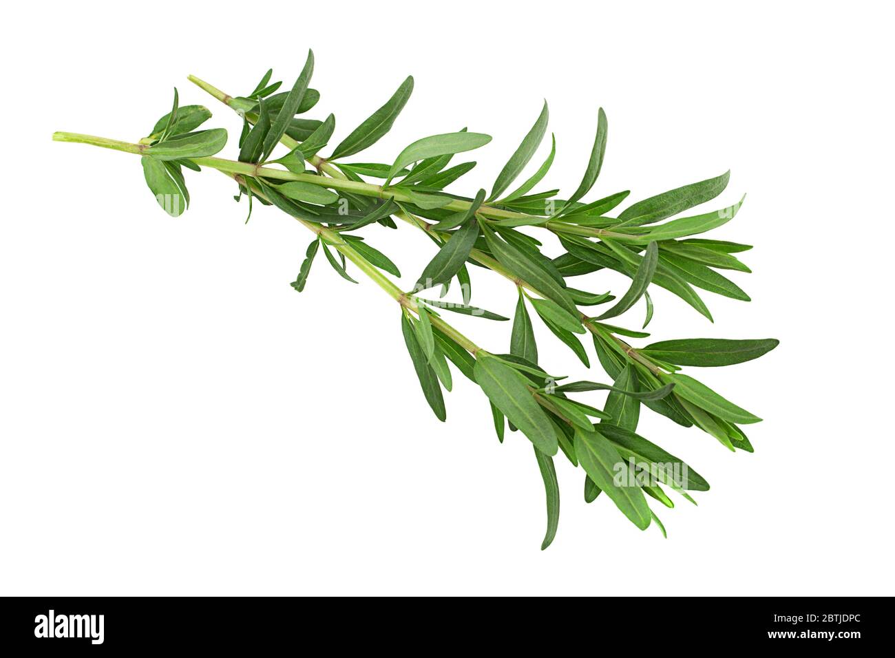 Tarragon leaf bunch closeup isolated on white background Stock Photo