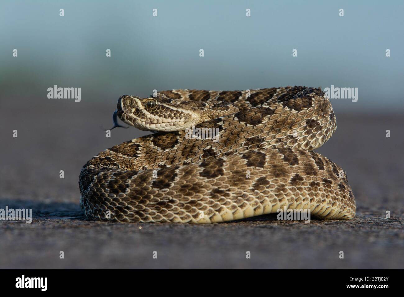 Prairie Rattlesnake (Crotalus viridis) from Weld County, Colorado, USA