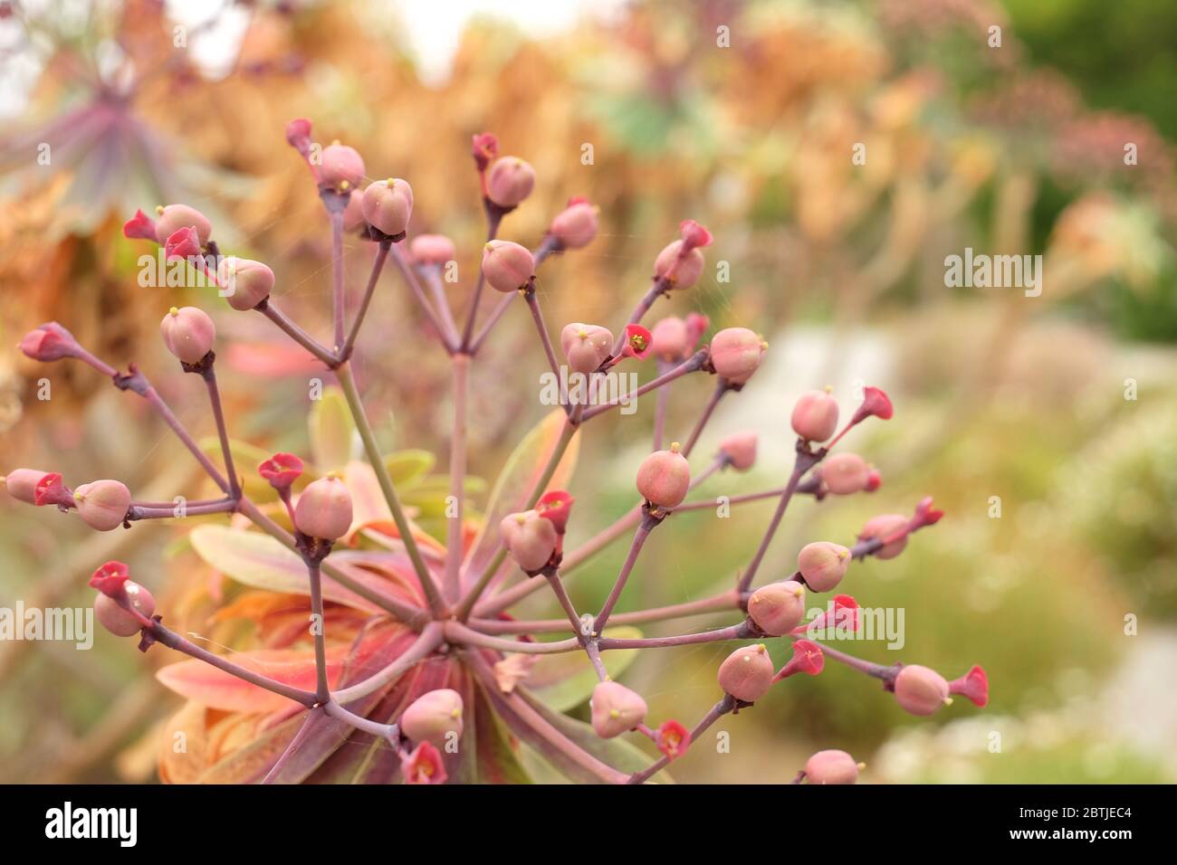 Decorative garden rock hi-res stock photography and images - Alamy