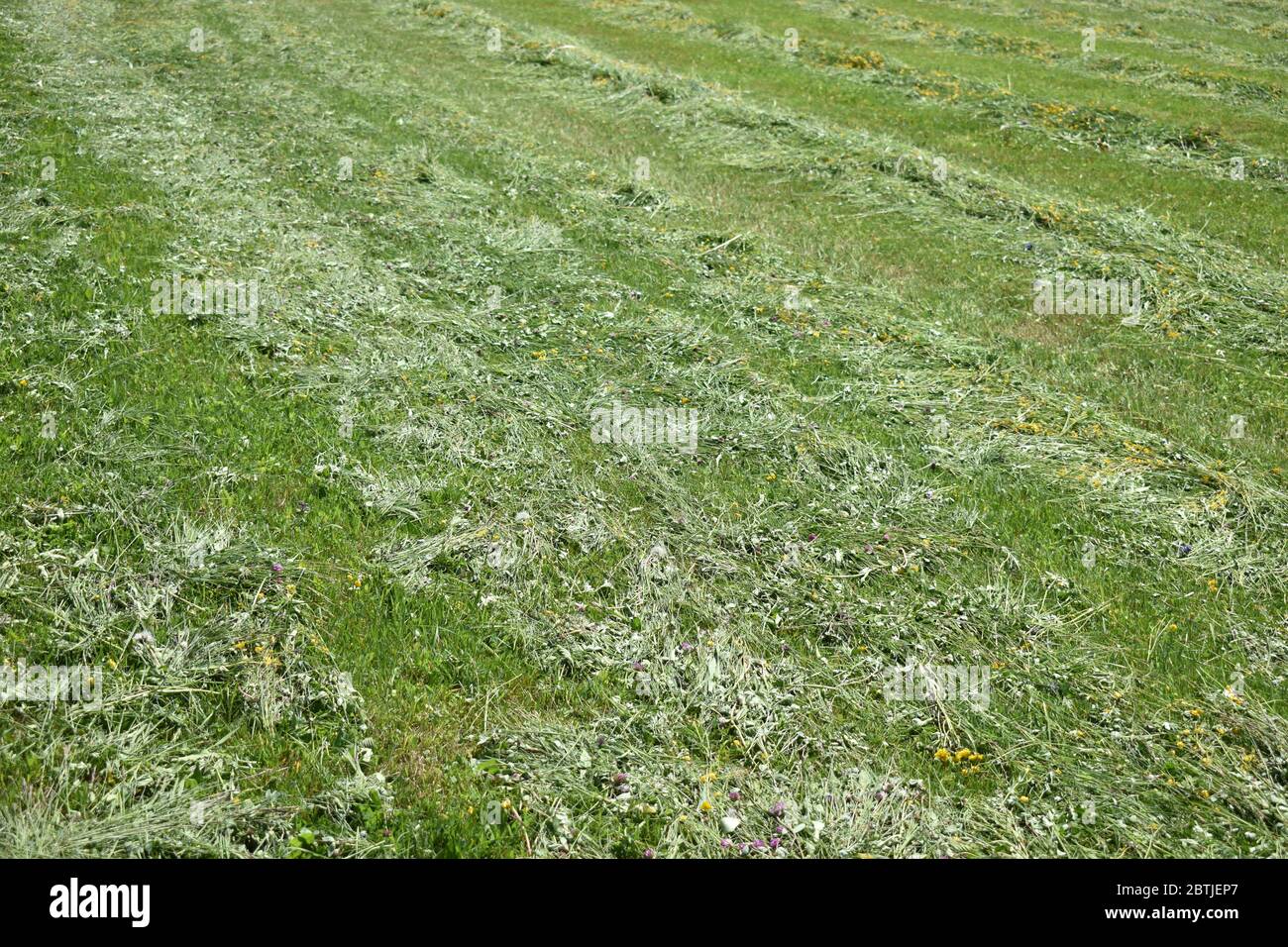 Hay on a green meadow in Switzerland Stock Photo