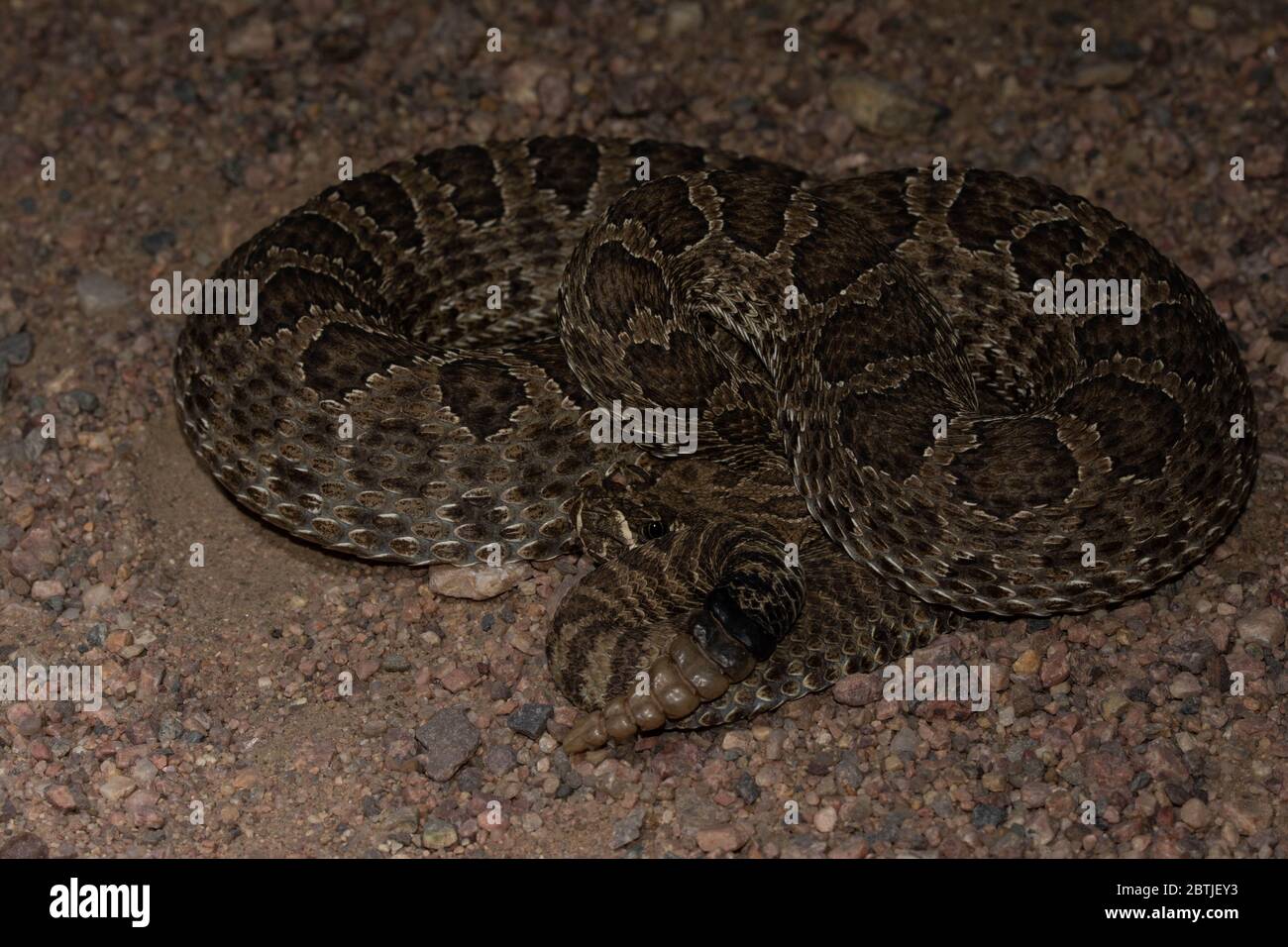 An adult female Prairie Rattlesnake (Crotalus viridis) from Weld County ...
