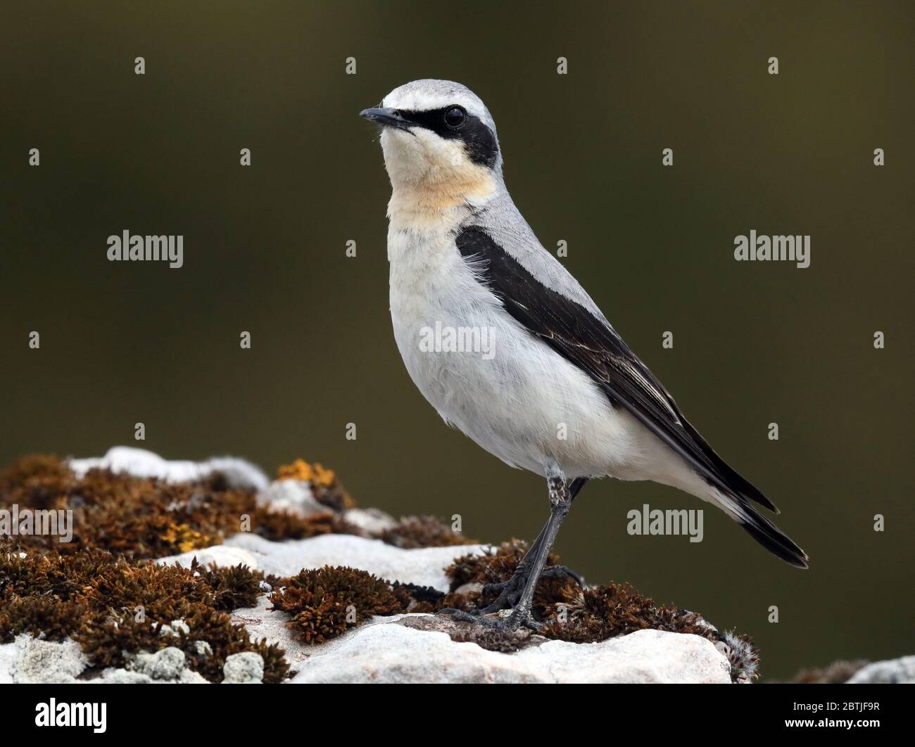 Northern wheatear, Oenanthe oenanthe standing on stone Stock Photo