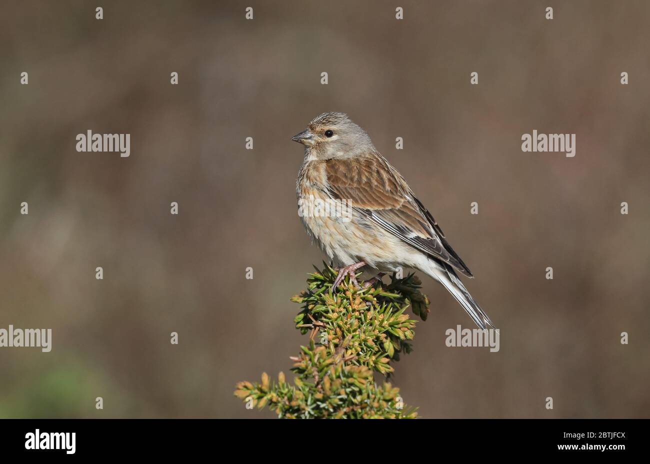 Common linnet, Linaria cannabina Stock Photo