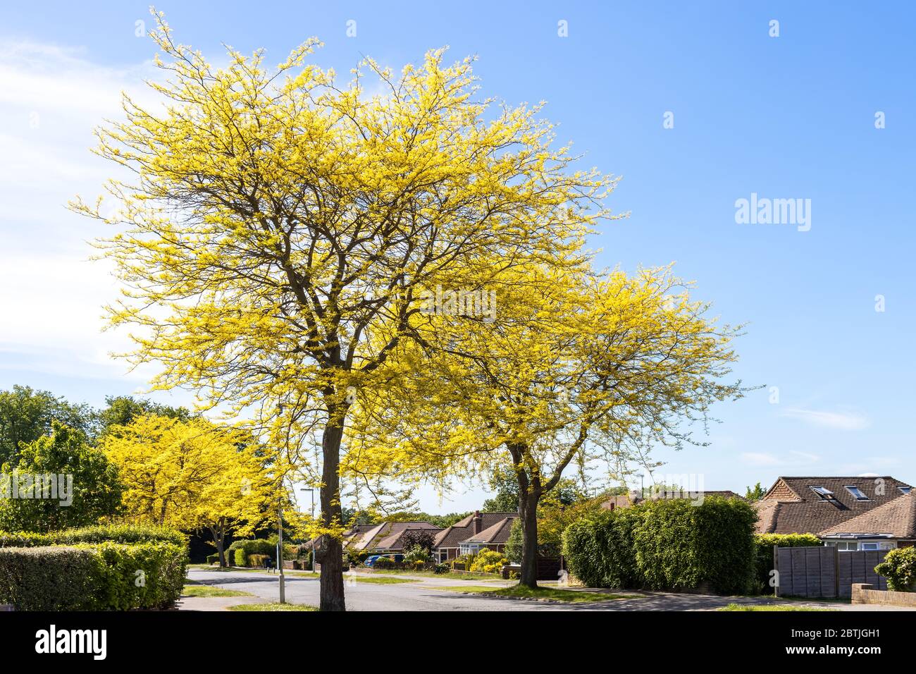 Honey Locust tree (Gleditsia Triacanthos 'Sunburst') yellow leaves in springtime Stock Photo