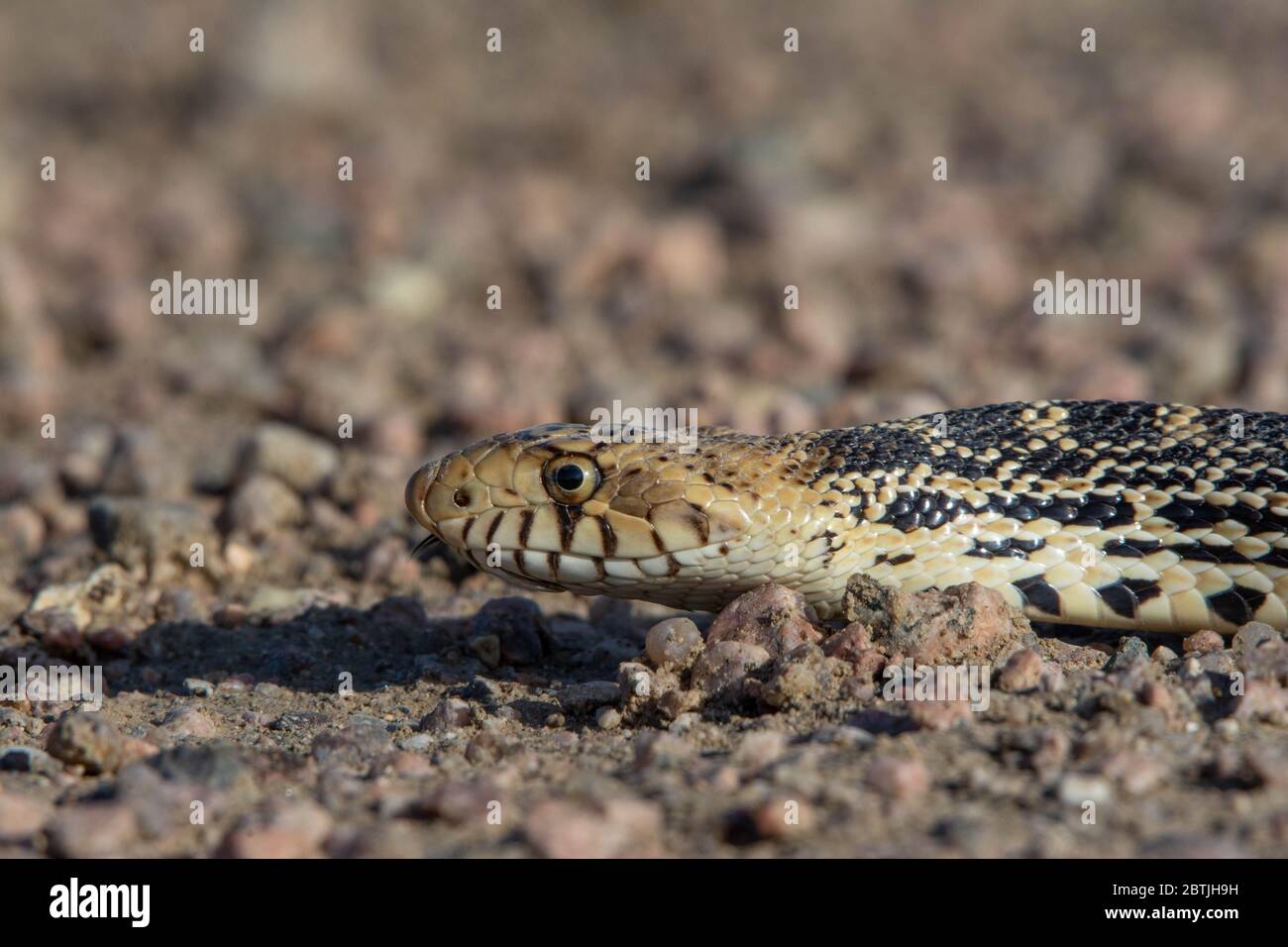 Bullsnake Bullsnake (Pituophios catenifer sayi) from Weld County, Colorado, USA ...