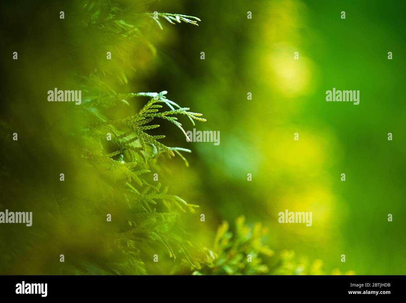 Green Nature Background with Garden Thujas Close Up. Sofe Bokeh of Shallow Depth of Field. Natural Backdrop. Stock Photo