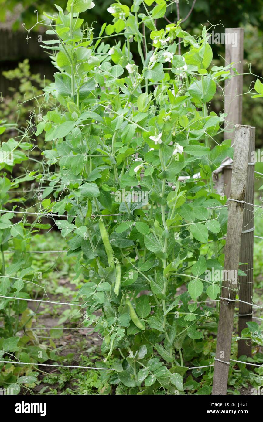 Green sweet pea plant on bed in the garden blooming during vegetation, closeup, copy space, grow your own and organic vegetation concept Stock Photo