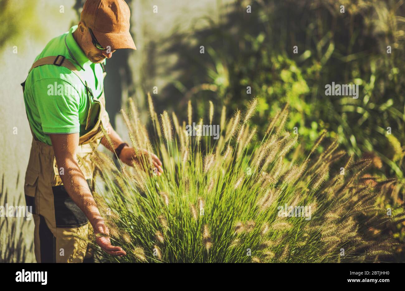 Caucasian Gardener in His 30s Taking Care of Decorative Garden Grasses. Residential Backyard Garden Maintenance. Landscaping Theme. Stock Photo