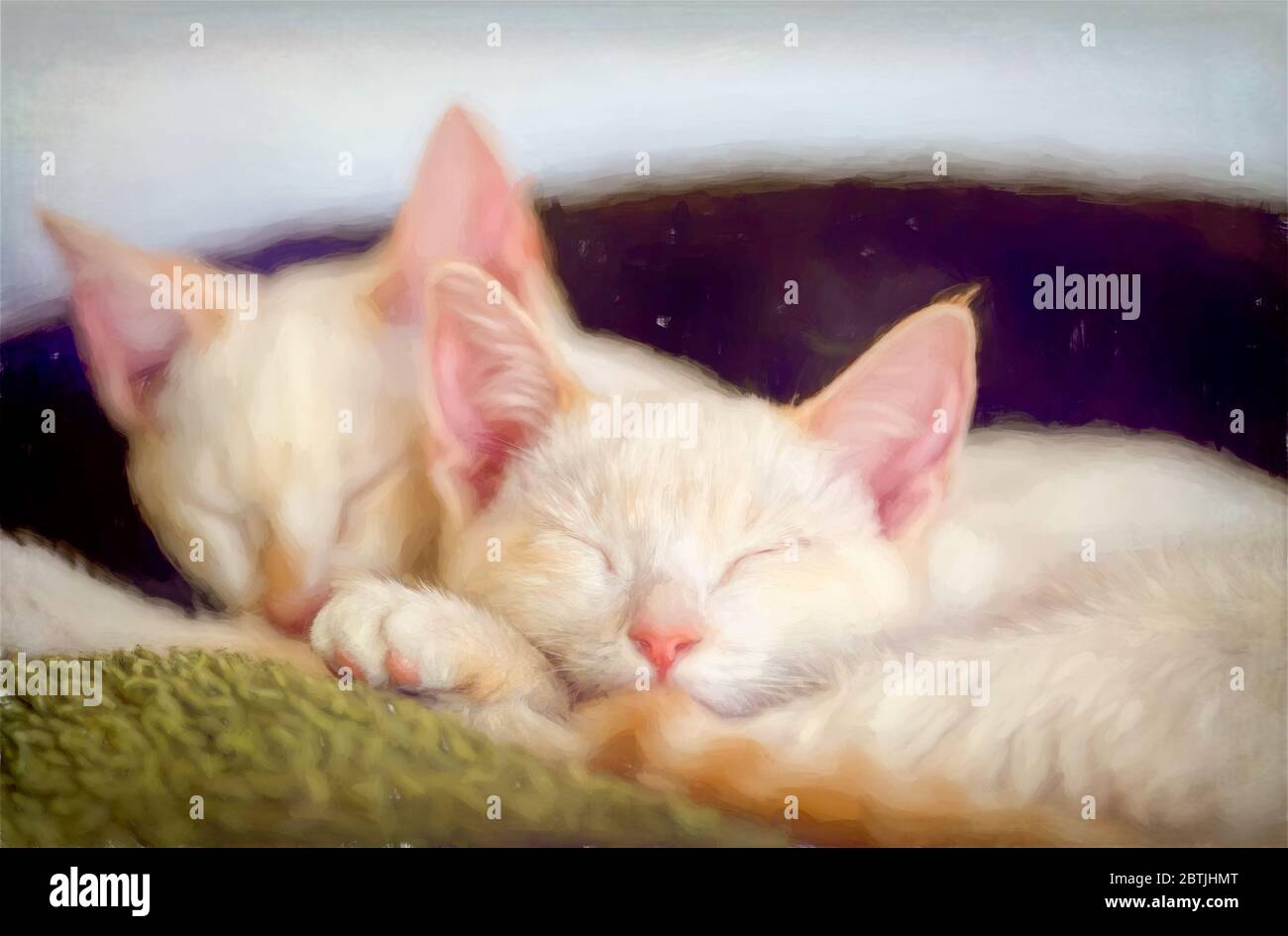 Two Pretty White Fluffy Kittens are Sleeping Together Stock Photo