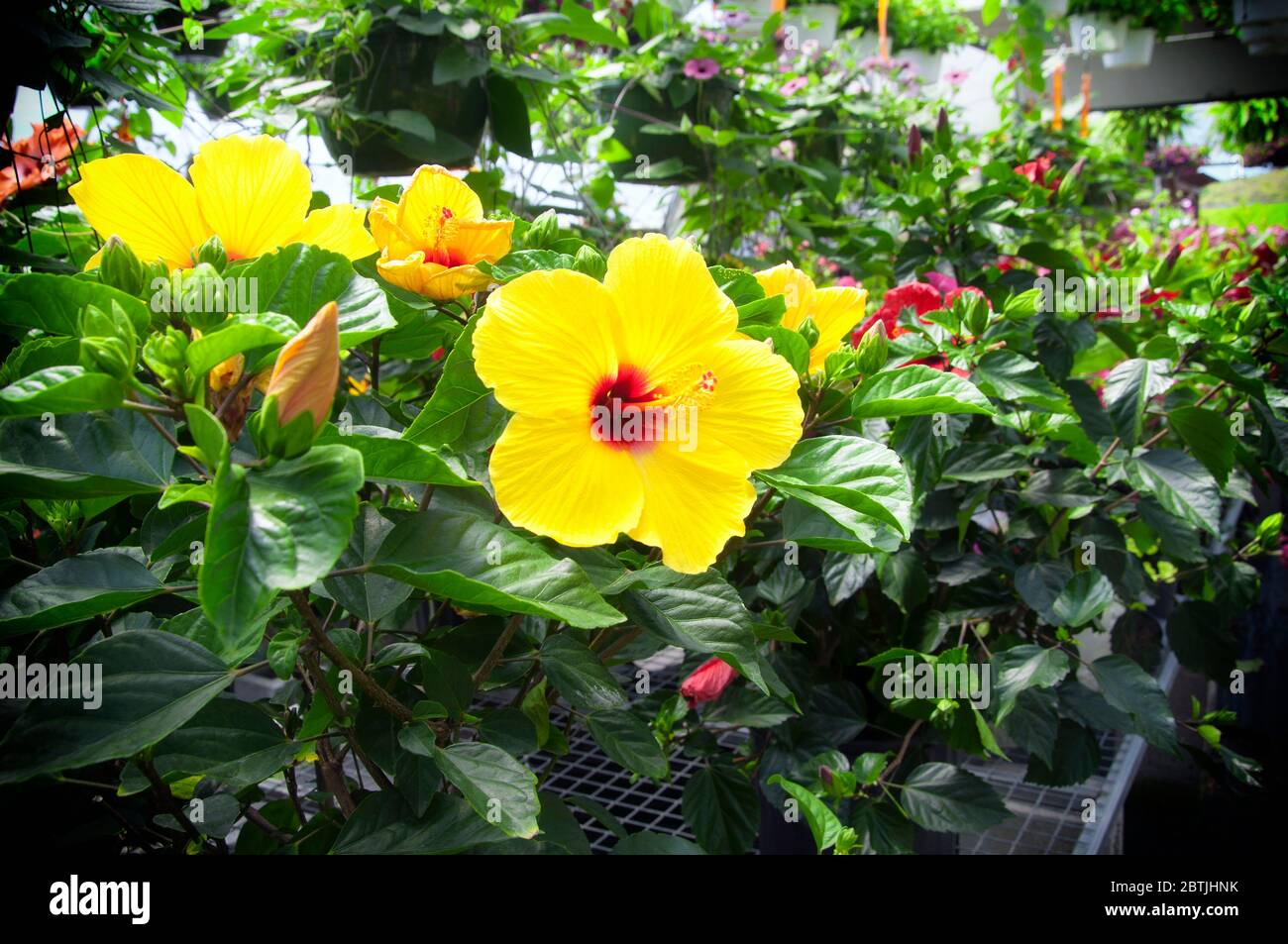 A sunset variety of a blooming hibiscus flower against a green background in a greenhouse. Stock Photo