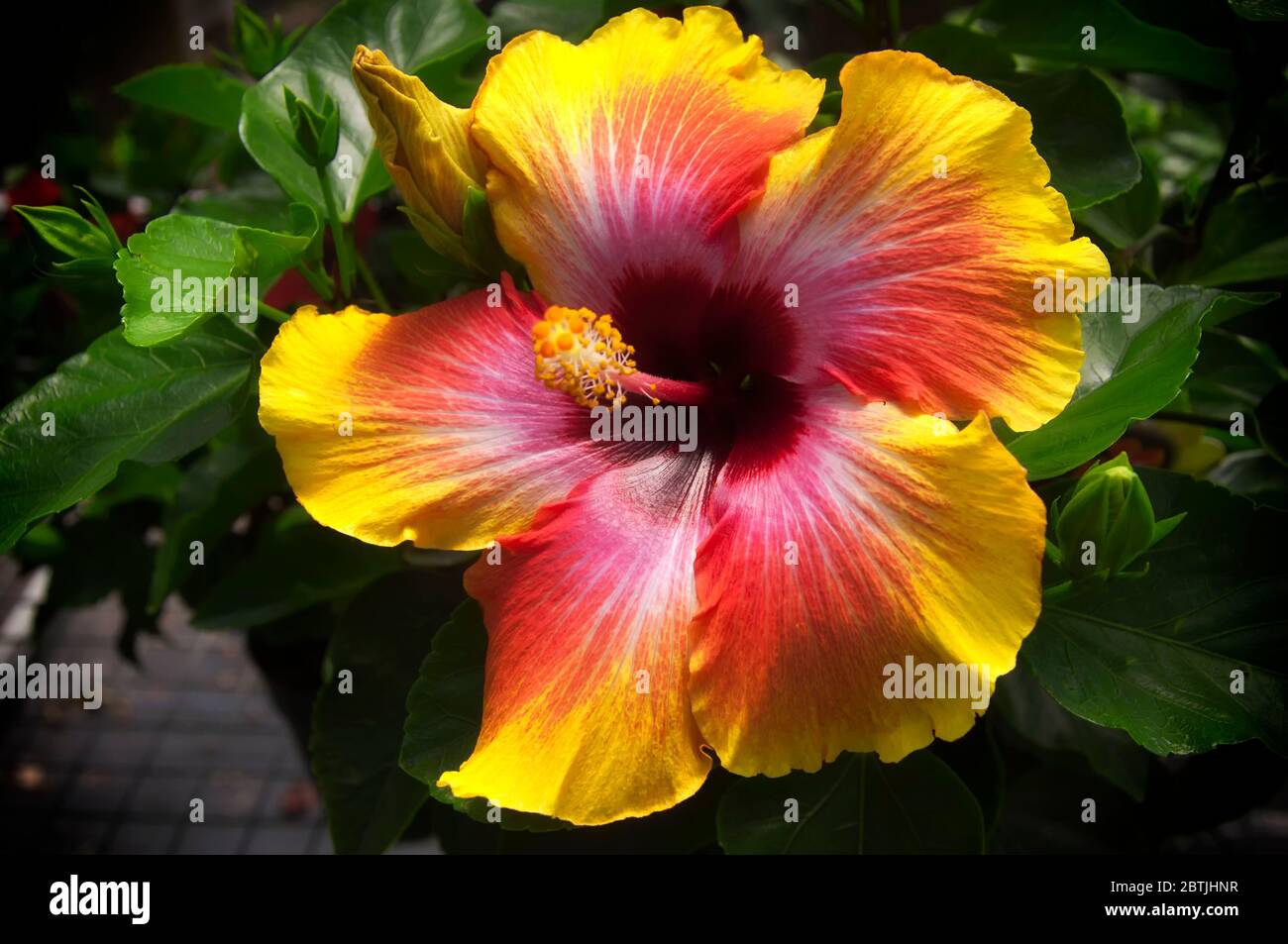 A sunset variety of a blooming hibiscus flower against a green background in a greenhouse. Stock Photo
